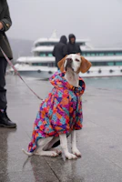 circular icon featuring colorful all-weather rain gear for pets