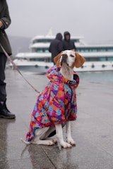 A playful puppy wearing a bright raincoat with reflective strips on a rainy day.