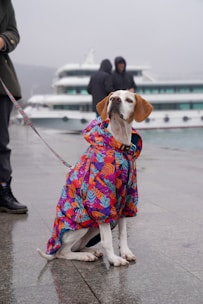 A playful puppy wearing a bright raincoat with reflective strips on a rainy day.