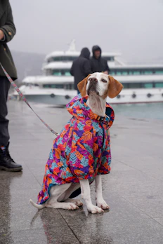 A large dog sporting a red raincoat with reflective strips on a rainy city sidewalk.