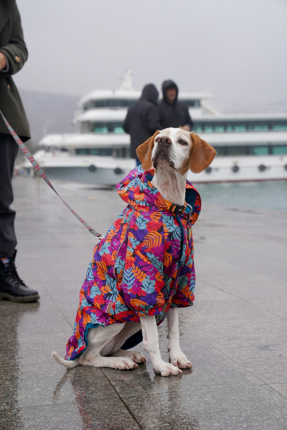 a dog wearing a colorful coat on a leash