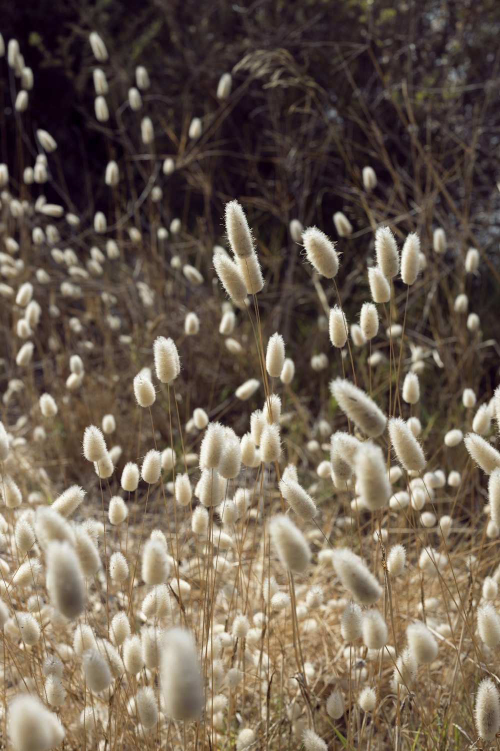 a bunch of white flowers that are in the grass