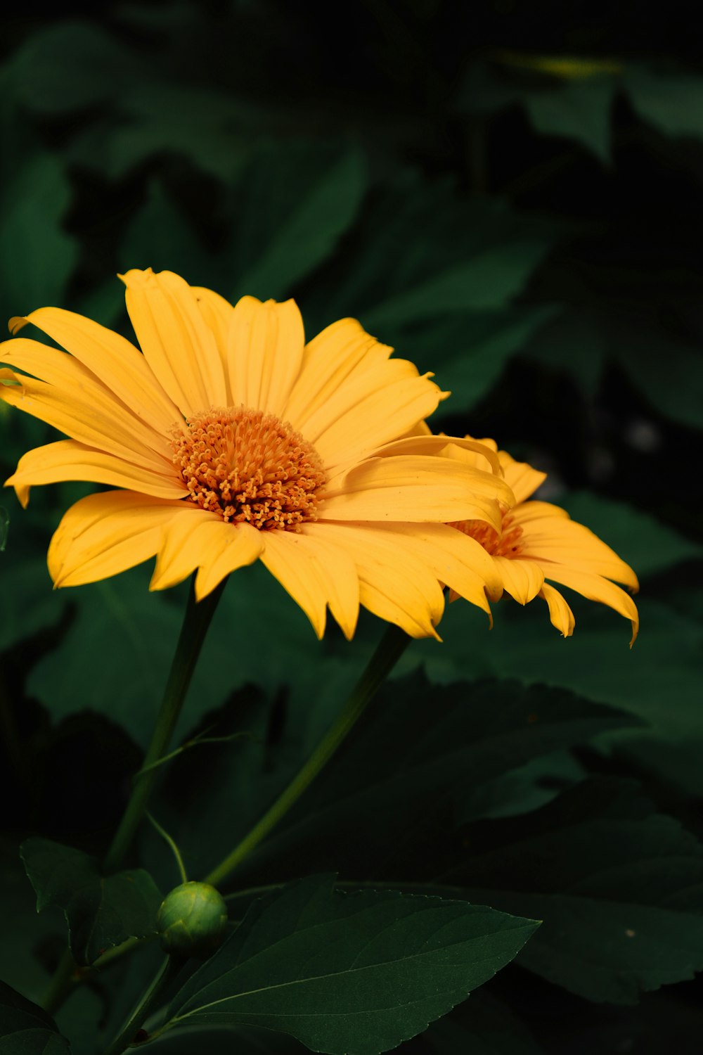 a yellow flower with green leaves in the background