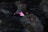 Dark, wet surface with scattered, vibrant pink flower petals. The petals contrast sharply with the deep, textured background, adding a touch of color to the somber setting.
