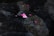 Dark, wet surface with scattered, vibrant pink flower petals. The petals contrast sharply with the deep, textured background, adding a touch of color to the somber setting.