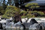A tranquil Japanese garden featuring two bonsai trees positioned amid a collection of large, smooth rocks. The background includes a traditional Japanese building with wooden elements and a tiled roof. Surrounding the scene is lush greenery with more trees and foliage.