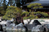 A serene Japanese garden featuring mature bonsai trees and traditional stone elements.