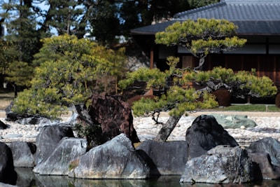 A tranquil Japanese garden featuring two bonsai trees positioned amid a collection of large, smooth rocks. The background includes a traditional Japanese building with wooden elements and a tiled roof. Surrounding the scene is lush greenery with more trees and foliage.