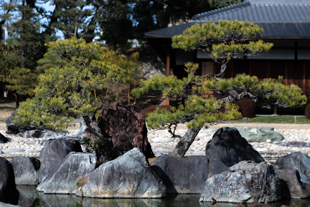 A serene Japanese garden showcasing a mature bonsai tree beside traditional stone and wooden architectural elements.