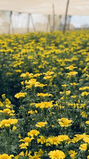 A field of blossoming mahua trees with farmers tending to the flowers for value addition.