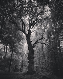 A large, ancient tree with a thick trunk stands prominently in a dense forest. The branches of the tree reach out in various directions, creating a complex network against the sky. The surrounding vegetation is lush, and the overall scene is captured in black and white, giving it a timeless quality.