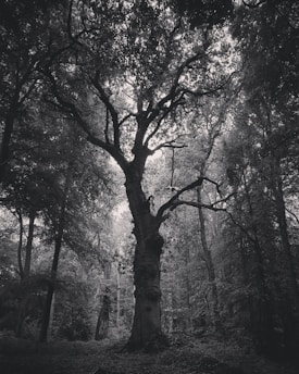 A large, ancient tree with a thick trunk stands prominently in a dense forest. The branches of the tree reach out in various directions, creating a complex network against the sky. The surrounding vegetation is lush, and the overall scene is captured in black and white, giving it a timeless quality.