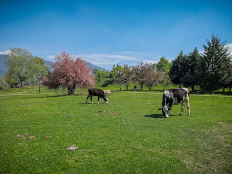 Cows are grazing peacefully on a lush green meadow under a bright blue sky. The landscape is surrounded by trees, including some with pink blossoms. In the distance, there are hills and a few more trees, creating a serene rural scene.