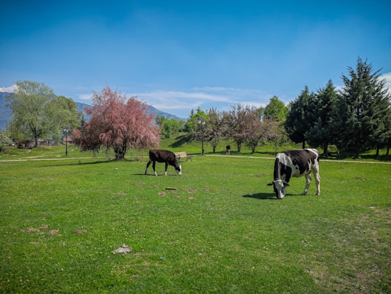 A peaceful view of cows grazing near the orchard under a bright blue sky at Yelwa Farmhouse.