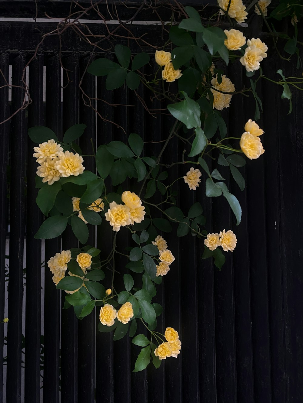 a bunch of yellow flowers growing on a fence