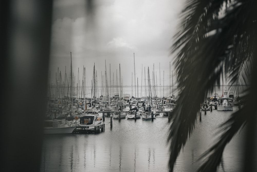 a black and white photo of a harbor filled with boats