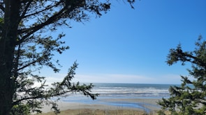 A quiet beach framed by pine trees with gentle waves lapping on smooth pebbles under a bright blue sky.