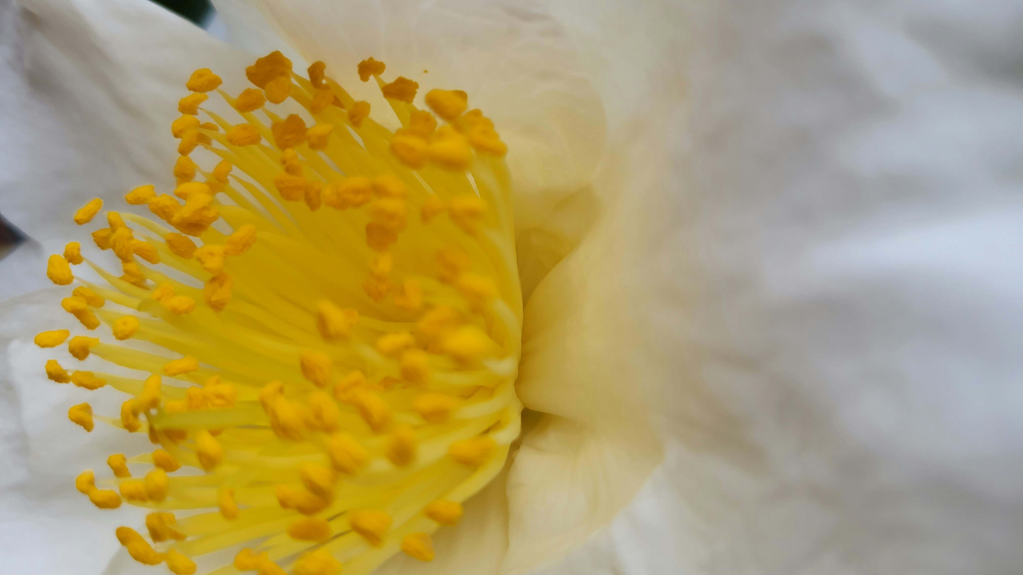 a close up of a white flower with yellow stamen, A close up picture of the petal and pollen inside a white camellia