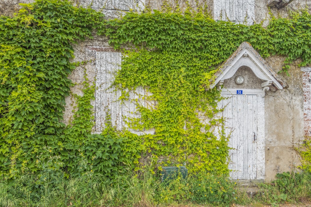 an old building with vines growing over it