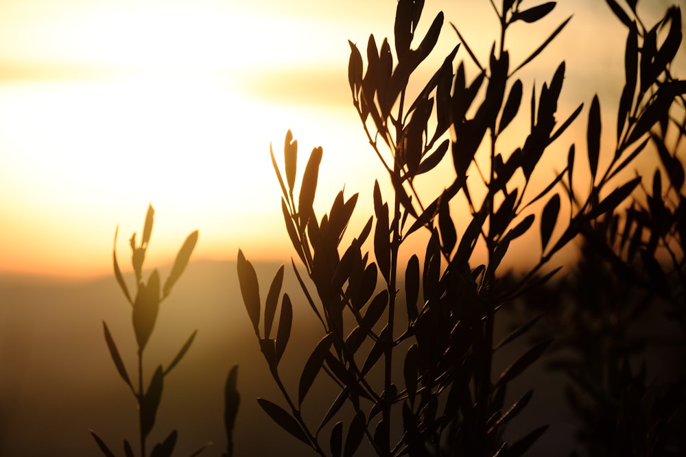 the sun is setting behind a tree branch