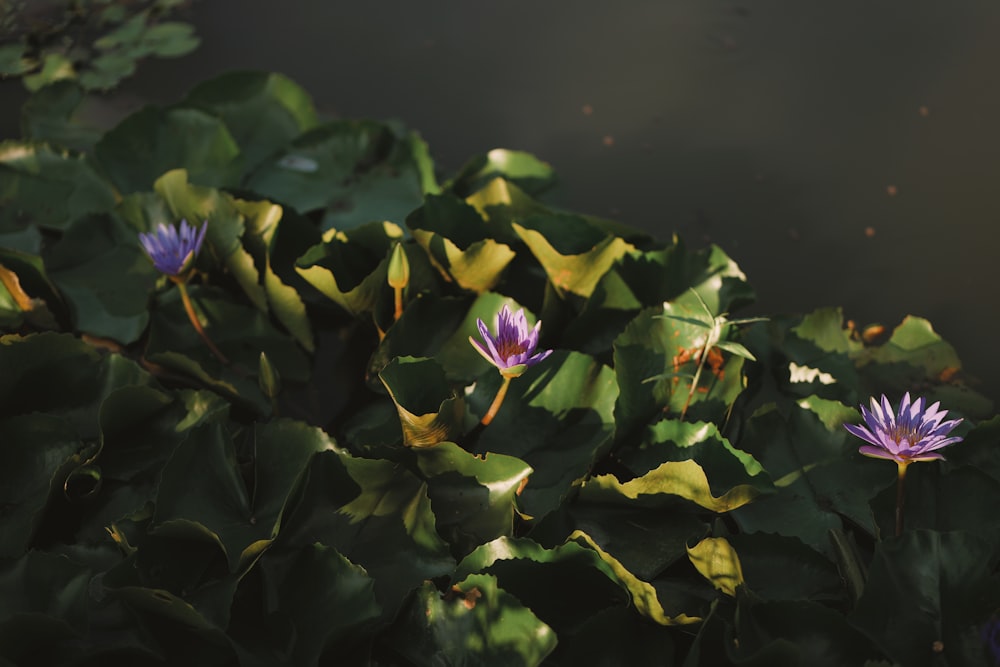 a pond filled with lots of purple water lilies