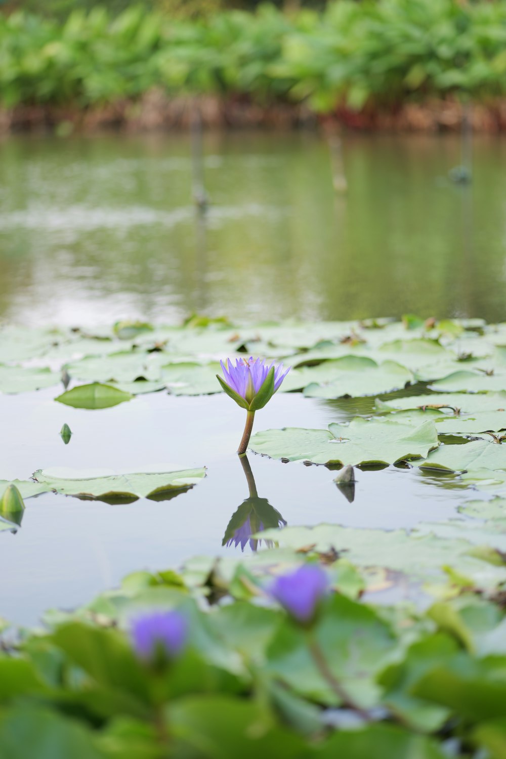 a purple flower sitting on top of a green lily pad