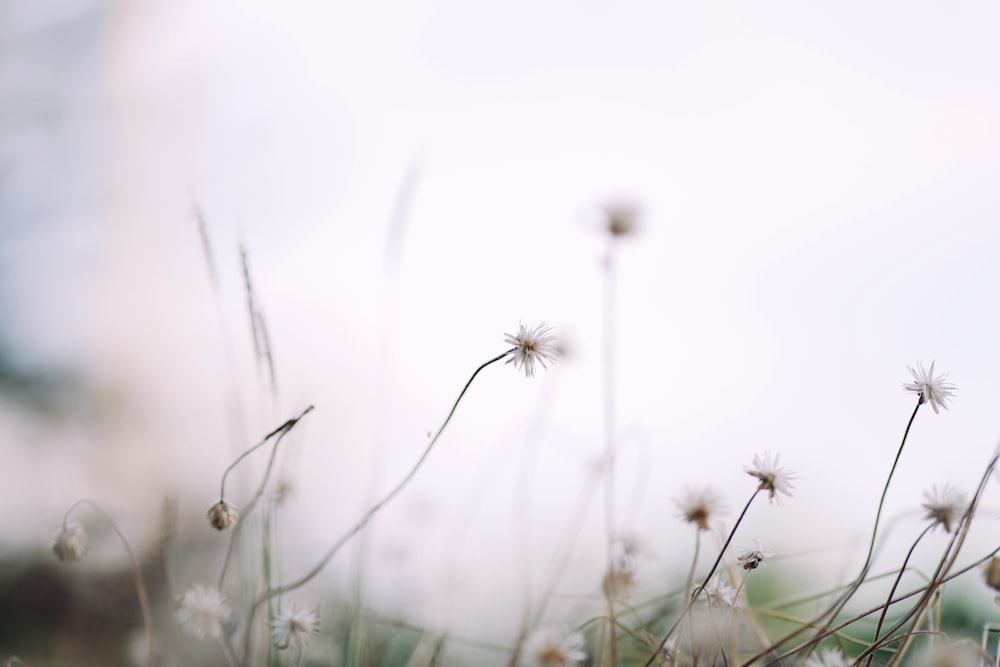 a close up of a bunch of flowers with a sky background