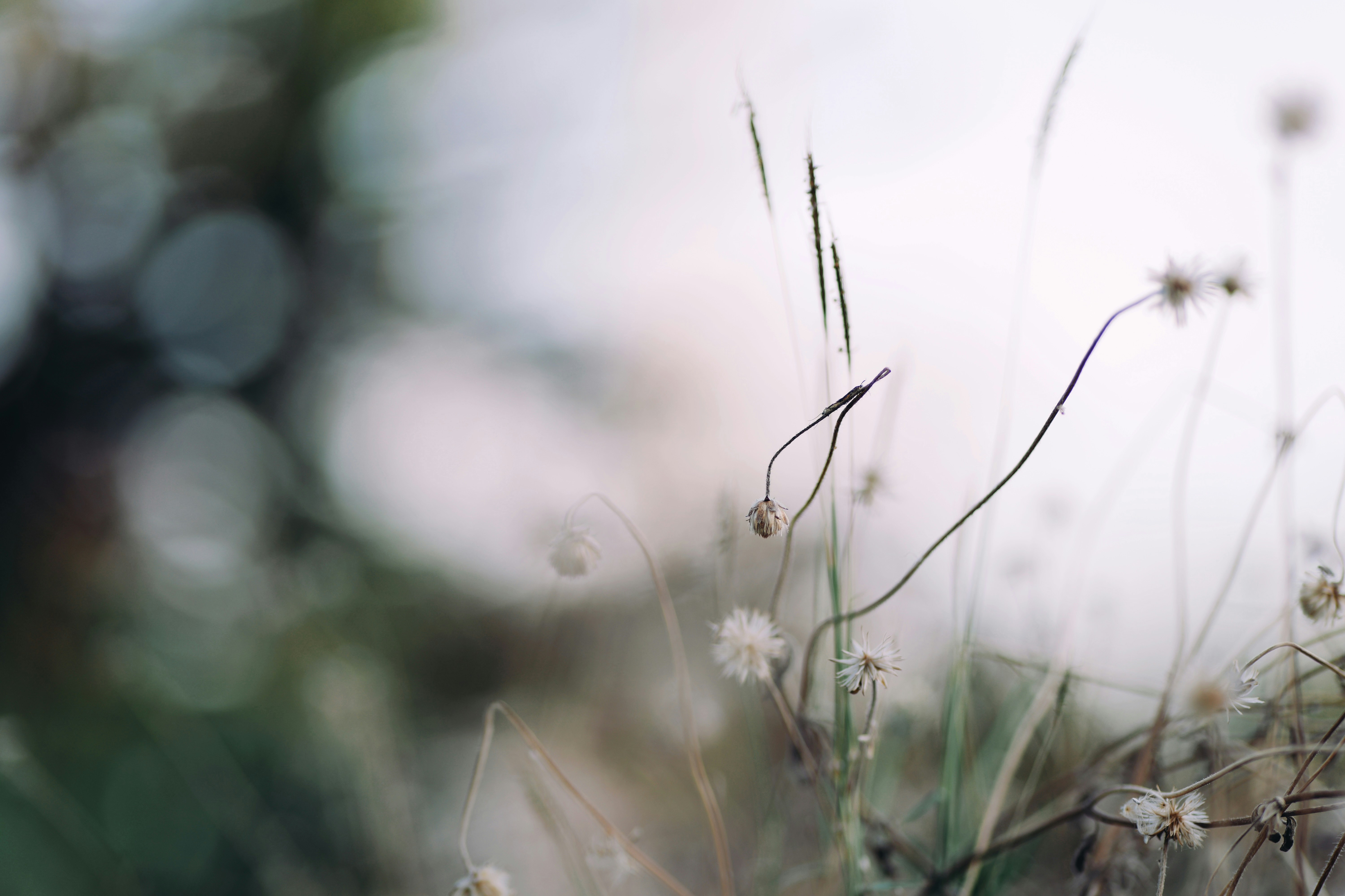 会员订阅 | Subscribe