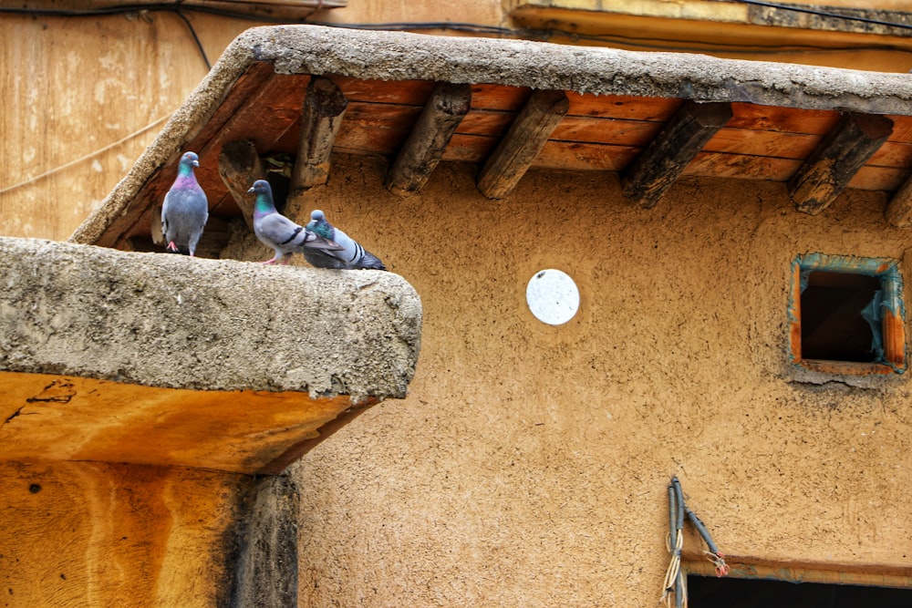 two pigeons perched on the ledge of a building