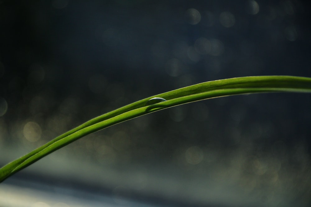 a close up of a green plant with water droplets