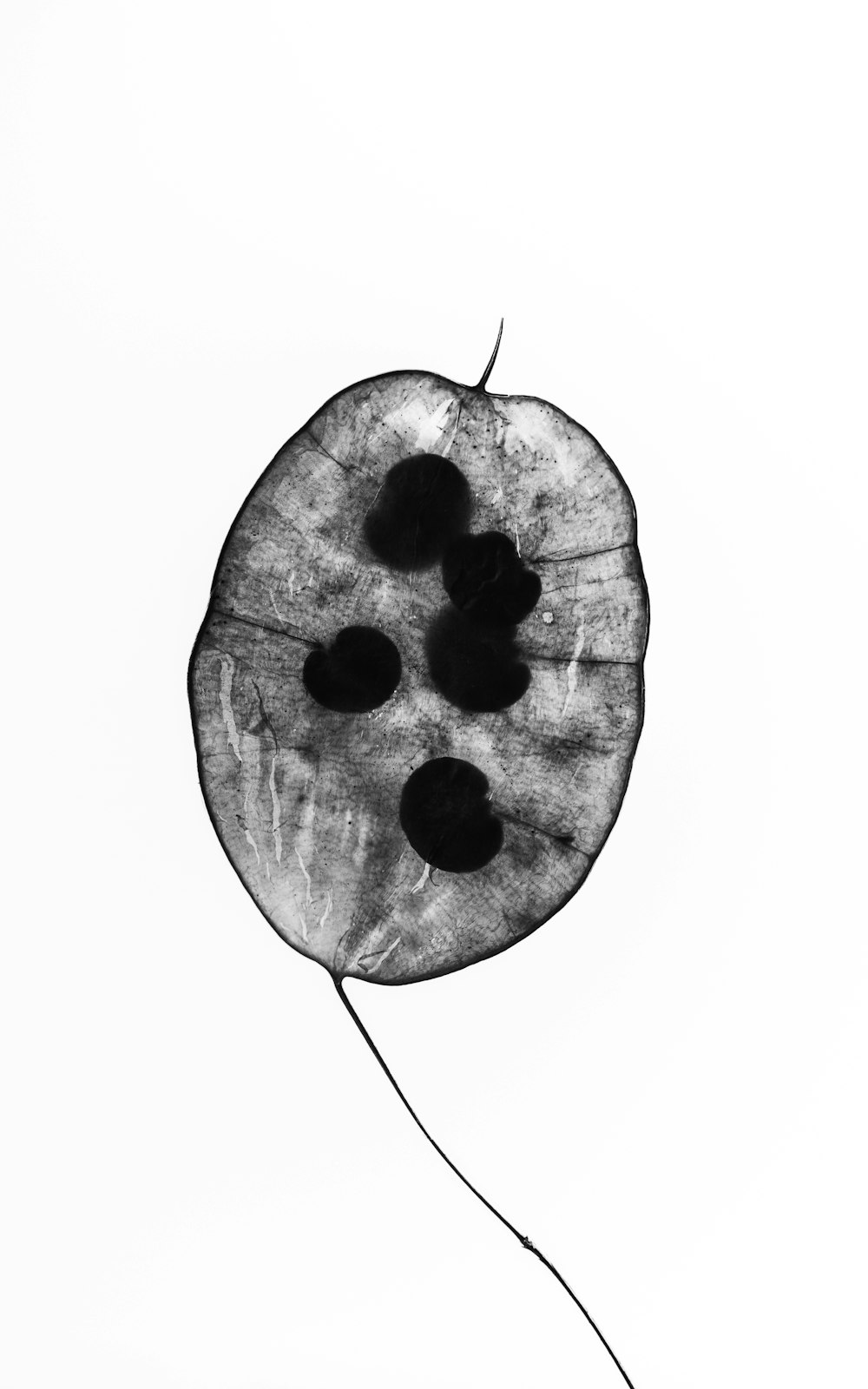 a black and white photo of a leaf