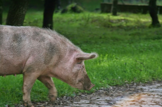 A pig is walking on a path surrounded by lush green grass and a few scattered trees in the background. The pig has a pinkish-brown coat and appears to be moving leisurely.
