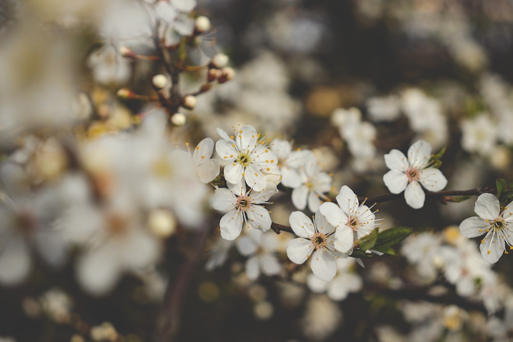 a bunch of white flowers that are on a tree