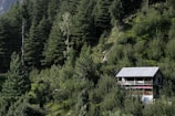 A small house with a metal roof is nestled among lush, densely packed trees on a forested hillside. The house has a balcony and is surrounded by vibrant greenery, with tall evergreen trees dominating the landscape.