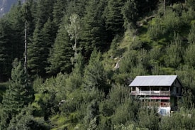 A small house with a metal roof is nestled among lush, densely packed trees on a forested hillside. The house has a balcony and is surrounded by vibrant greenery, with tall evergreen trees dominating the landscape.