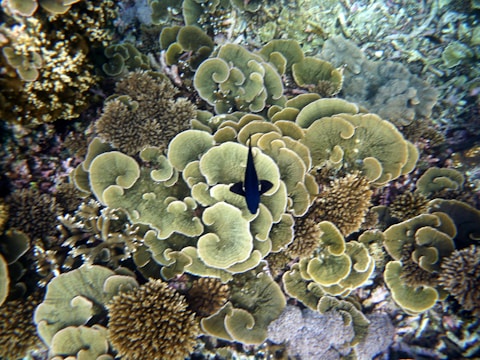 An underwater scene features vibrant, wavy green corals interspersed with different textures and shades of coral. A single black fish is swimming over the corals, creating a striking contrast against the lush vegetation.