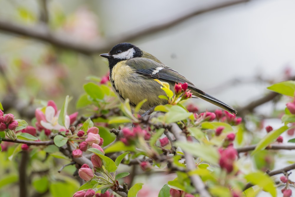 a small bird perched on a branch of a tree