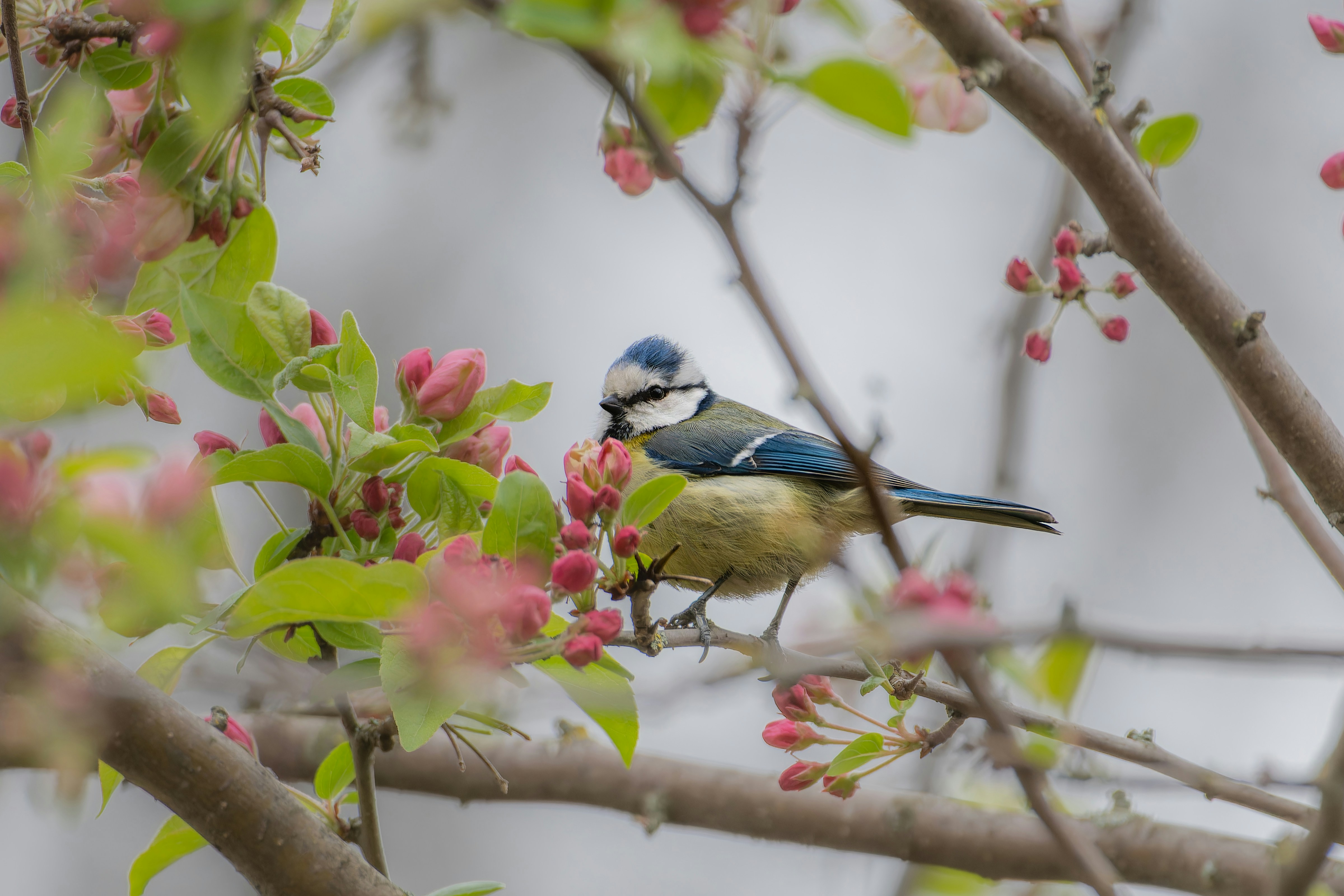 Photo by siegfriedpoepperl