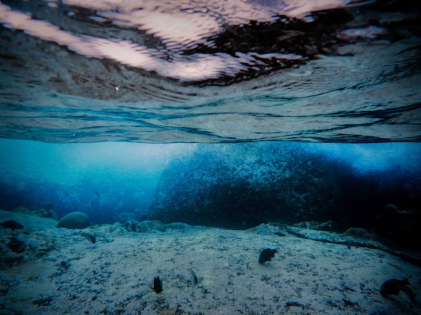 Underwater view of the ocean floor with marine life