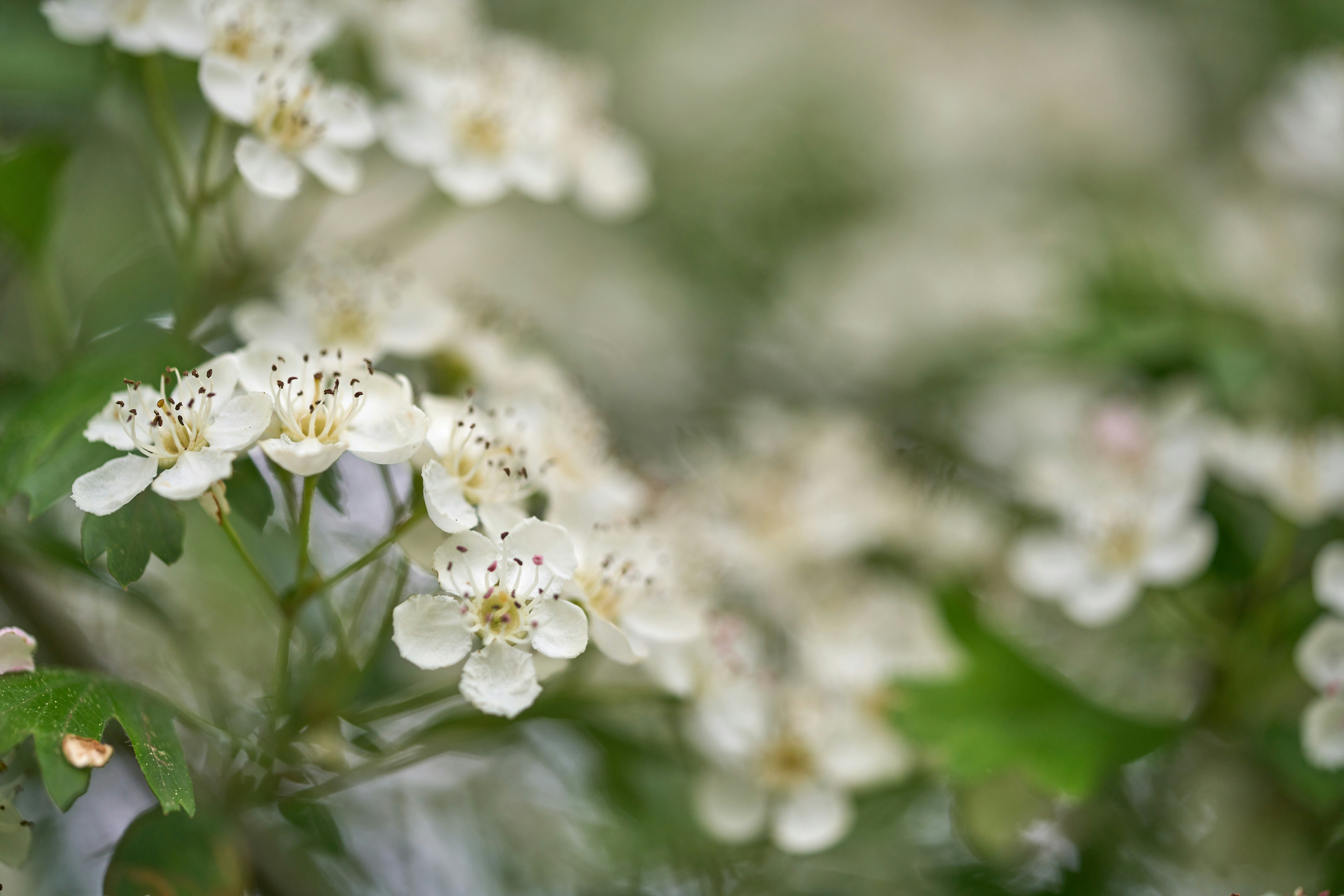 Photo by wolfgang_hasselmann