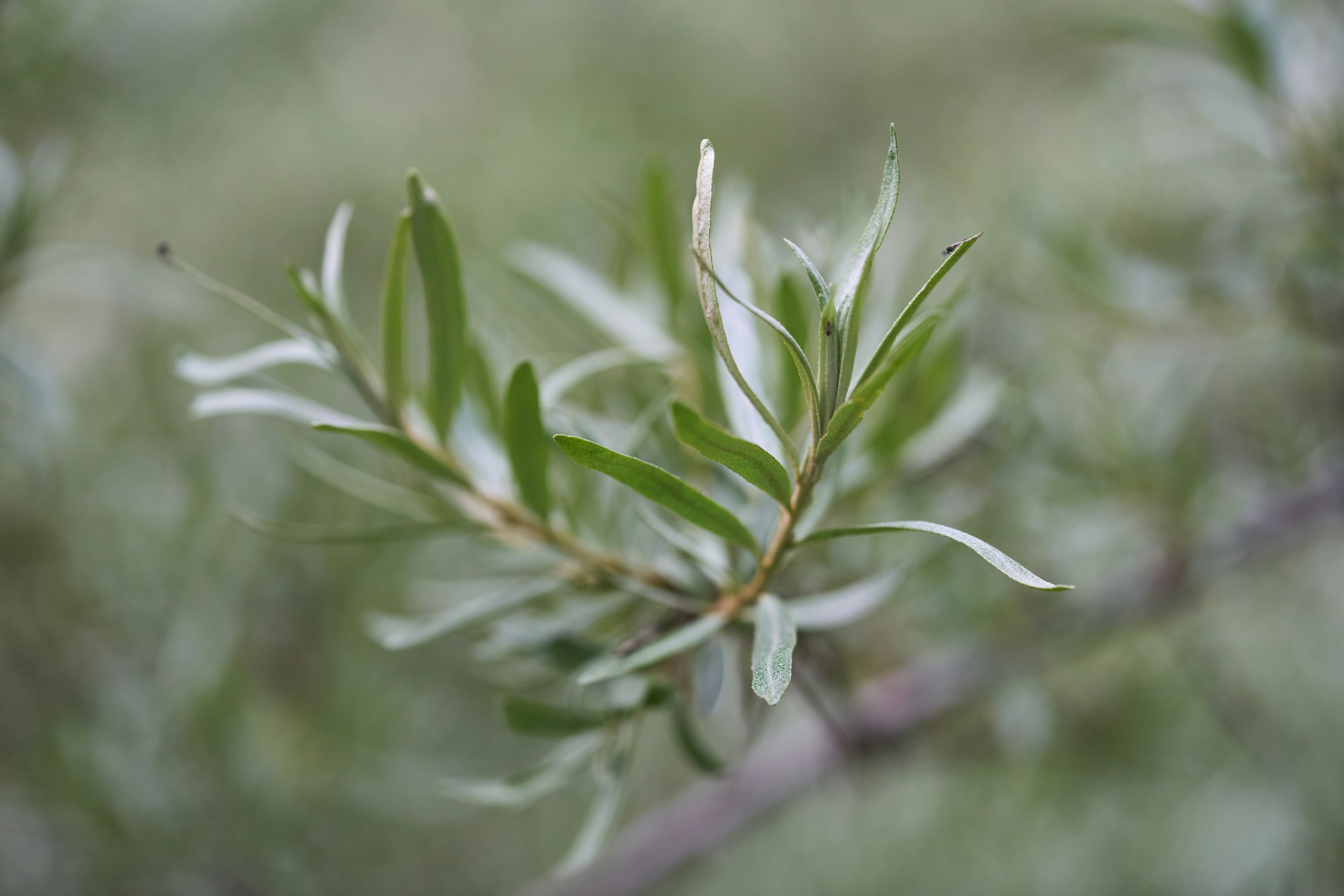 Photo by wolfgang_hasselmann