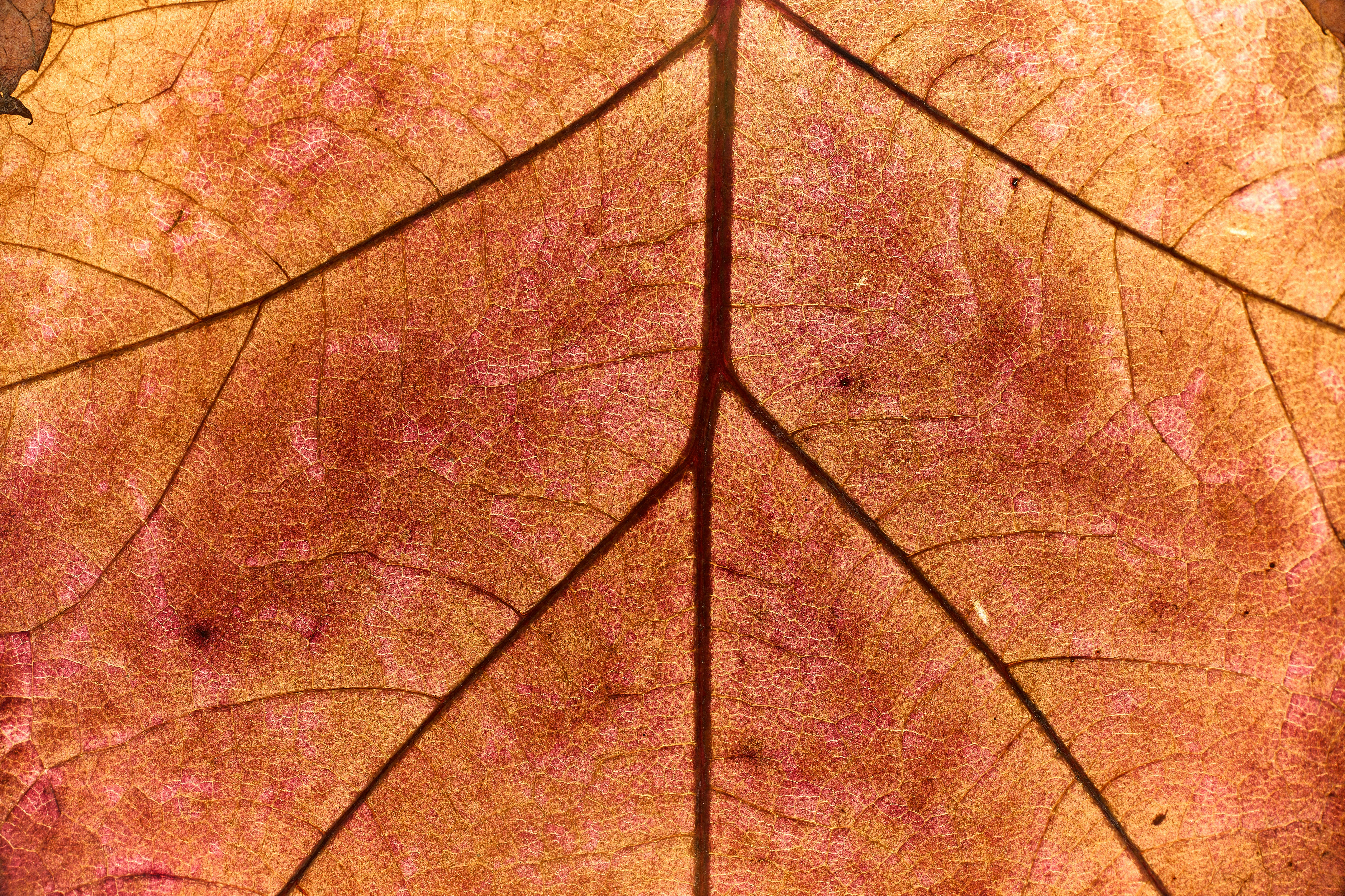 Photo by wolfgang_hasselmann