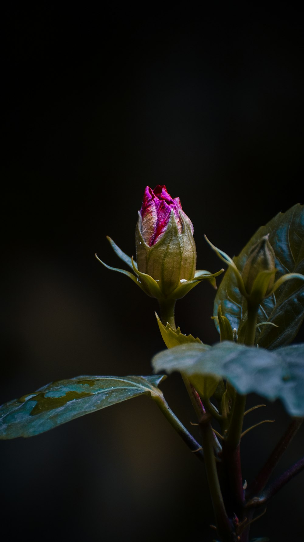 a pink flower with green leaves on a dark background