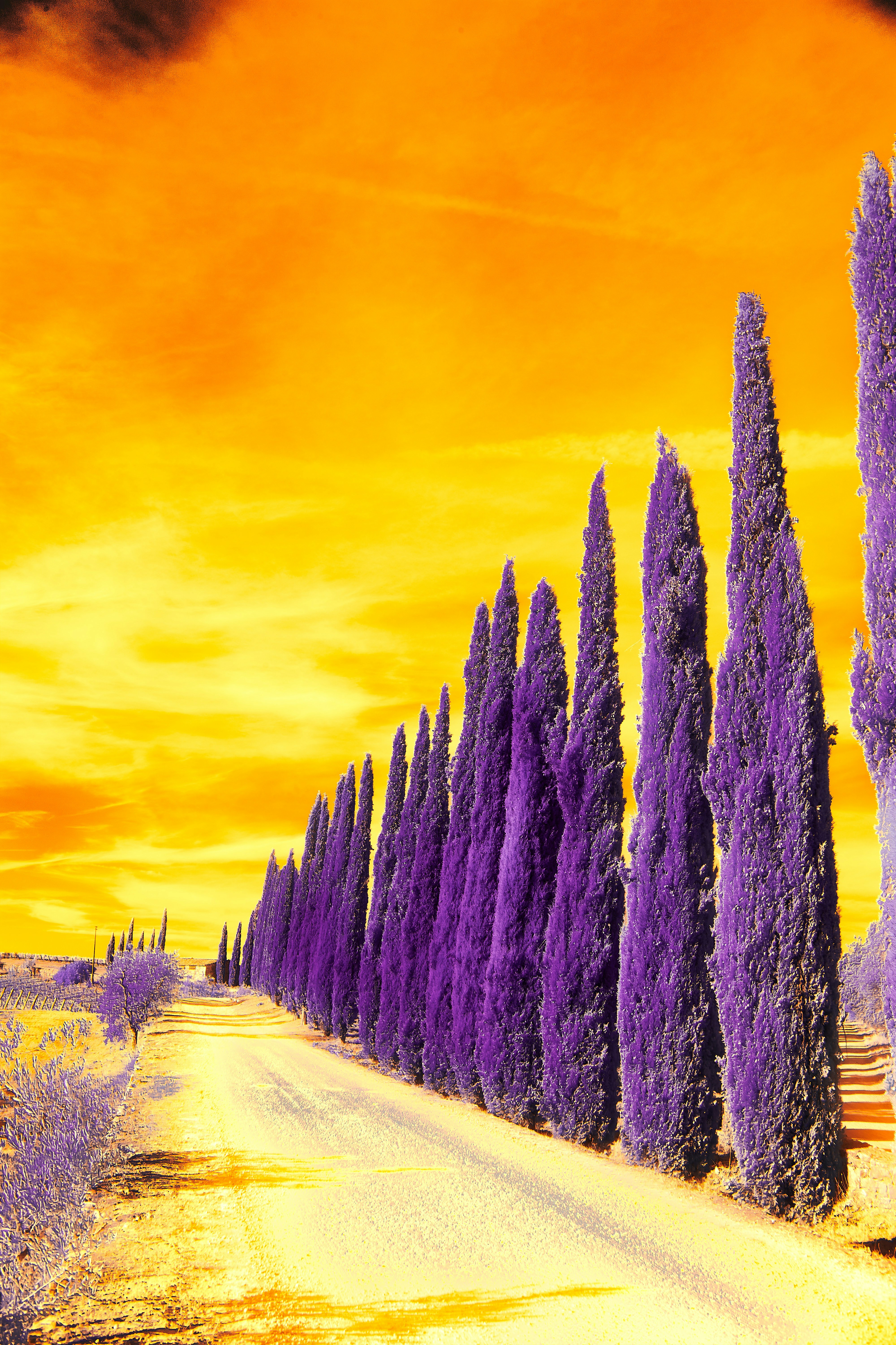 A road with purple trees on either side of it photo – Free Experimental  Image on Unsplash, image size:3000x4500
