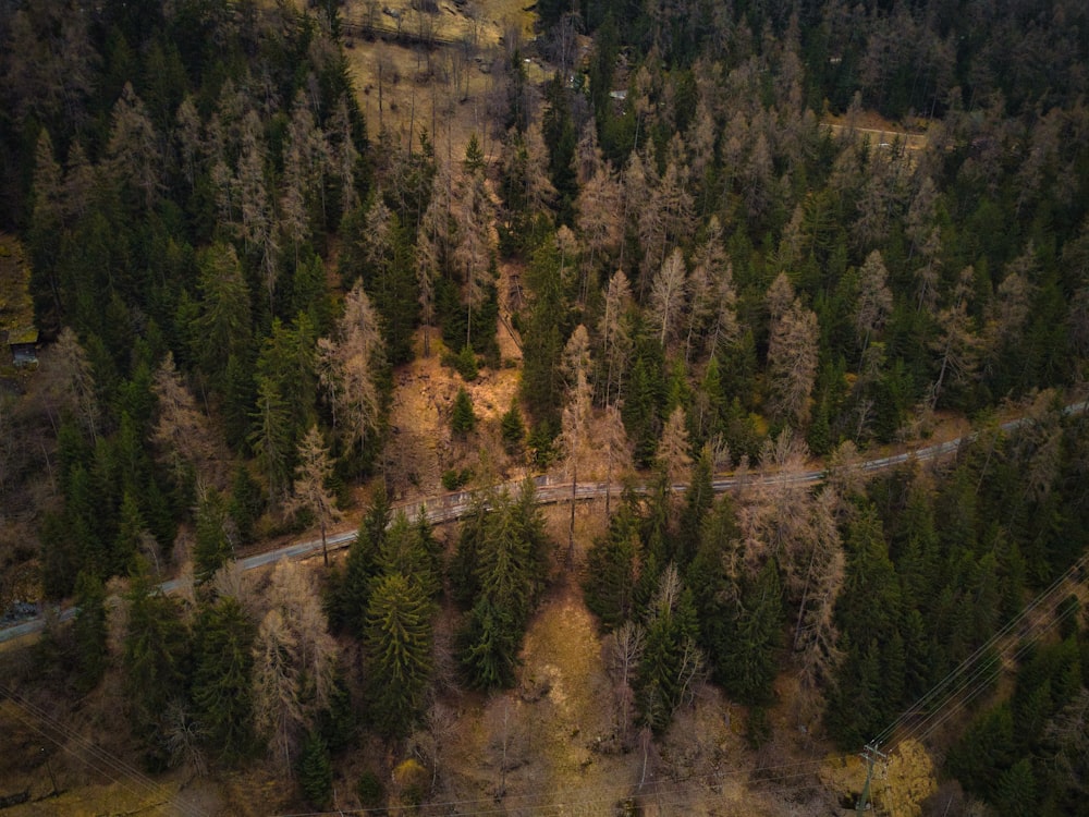 an aerial view of a road surrounded by trees