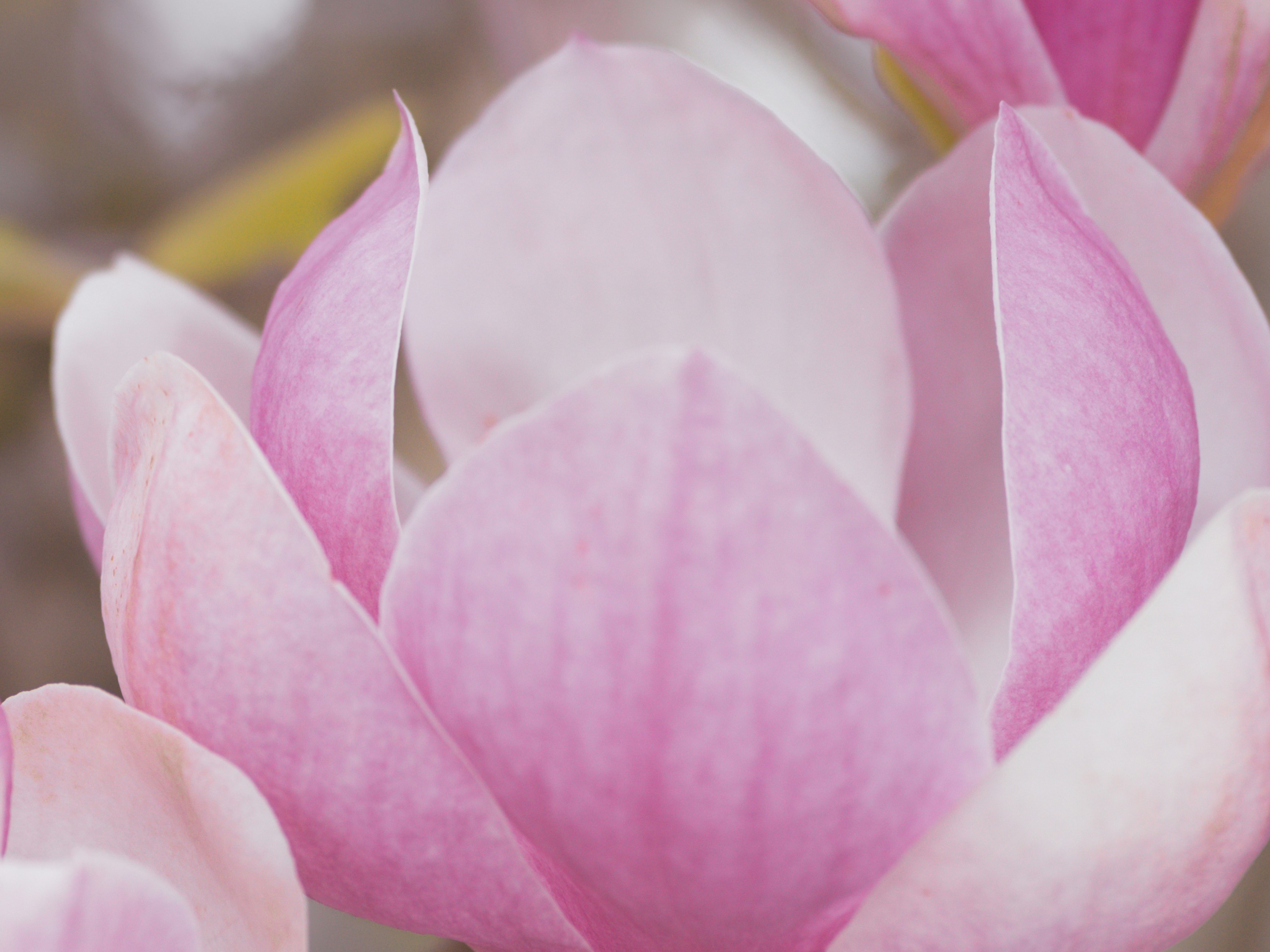 Photo by kierinsightarchives