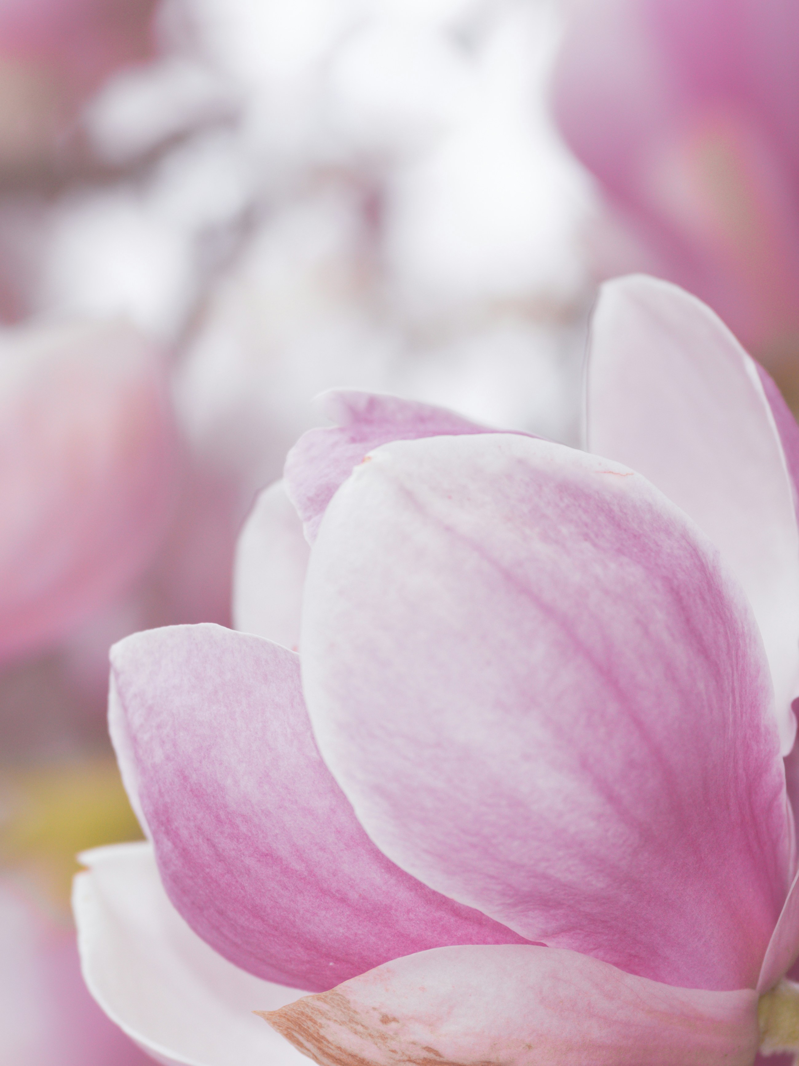 Photo by kierinsightarchives