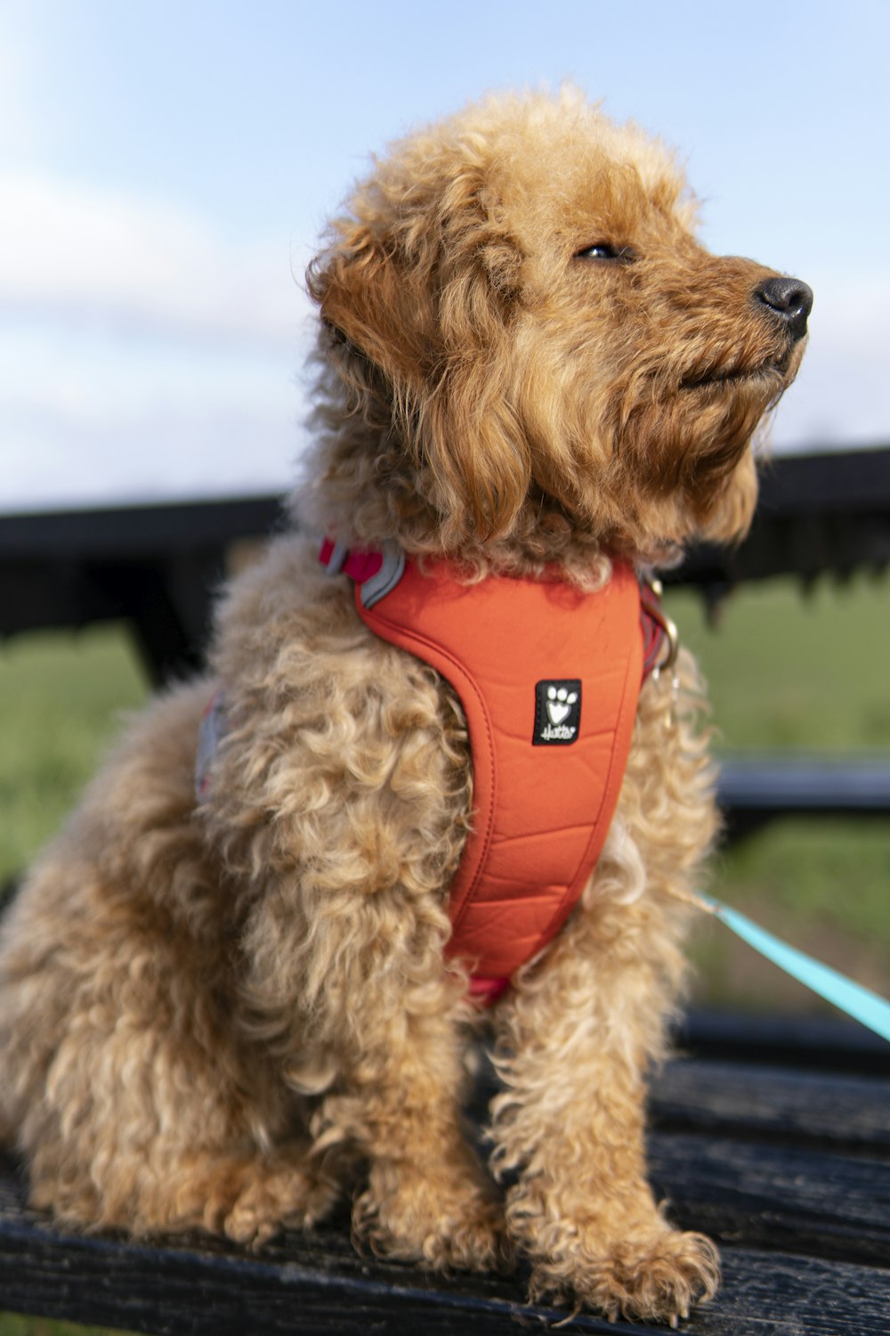 a brown dog wearing an orange vest sitting on a bench