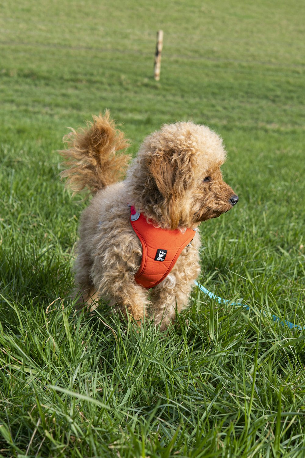 a small brown dog wearing a red life jacket