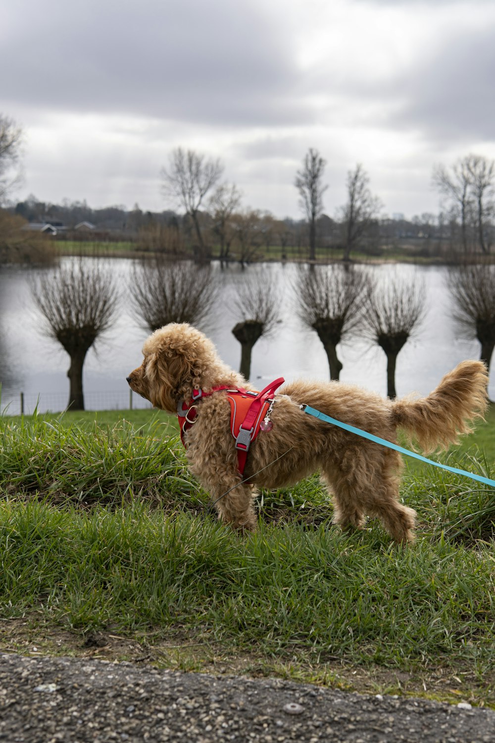 a brown dog wearing a red harness on a leash
